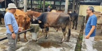 Ternak sapi di Sumedang