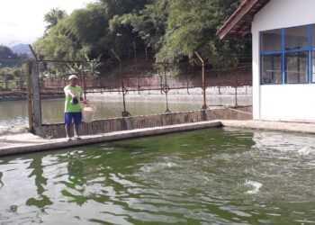 Kolam pakan ikan