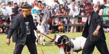 Festival Ternak Domba-Kambing