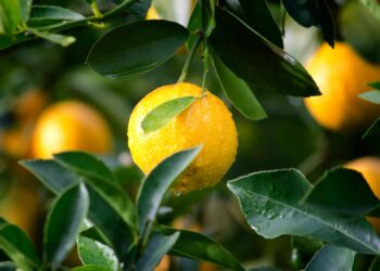 Lemon