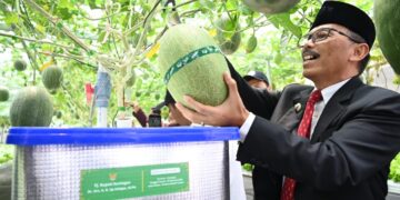 Penjabat Bupati Kuningan Iip Hidajat hadiri panen perdana budidaya melon premium di Al Multazam Smart Farm (AMSF), yang berlangsung di Pondok Pesantren Terpadu Al-Multazam pada Rabu, 16 Oktober 2024.