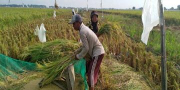 Panen padi musim tanam gadu 2 di Desa Terusan, Kecamatan Sindang, Indramayu. (Dok. Satujabar.com)