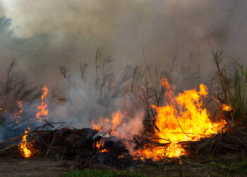 Deforestation of rainforest in Asia. Fire flame and big smoke, close-up. Wildfire while drought. Smoke and air Pollution from agricultural burning farm fields.