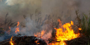Deforestation of rainforest in Asia. Fire flame and big smoke, close-up. Wildfire while drought. Smoke and air Pollution from agricultural burning farm fields.