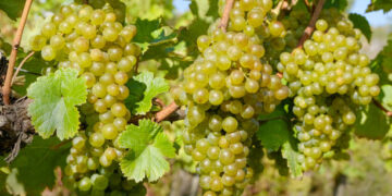 Anggur shine muscat. (foto: istock)