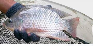 Ikan Nila Nirwana IV