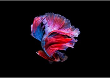 Ikan hias