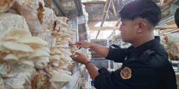 Pemuda garap bisnis jamur tiram.(FOTO: Humas Pemkab Sumedang)