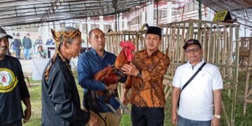Ayam pelung Garut borong juara nasional