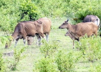 Banteng jawa (Bos javanicus) liar mencari makan. (Dok. Istimewa)