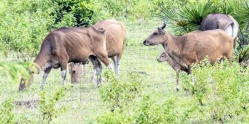 Banteng jawa (Bos javanicus) liar mencari makan. (Dok. Istimewa)