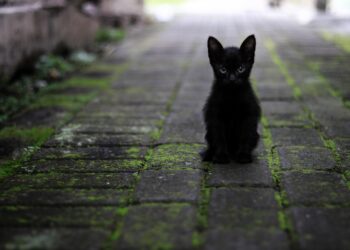 Kucing