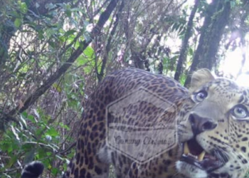 BTNGC Rilis Foto dan Video 3 Macan Tutul Asli Gunung Ciremai yang Terpantau Camera Trap.