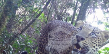 BTNGC Rilis Foto dan Video 3 Macan Tutul Asli Gunung Ciremai yang Terpantau Camera Trap.
