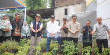 Panen cabai di Kota Bandung.(Foto: Humas Pemkot Bandung)