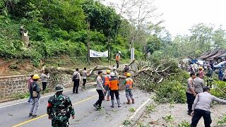 Penebangan pohon di Cadas Pangeran