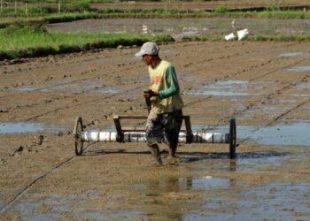 Petani melakukan penanaman benih padi secara langsung. Gubernur terpilih Dedi Mulyadi akan memperketat alih fungsi lahan guna mendukung swasembada pangan. (dok. Istimewa)