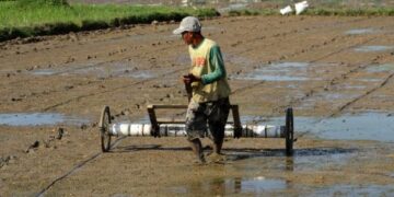 Petani melakukan penanaman benih padi secara langsung. Gubernur terpilih Dedi Mulyadi akan memperketat alih fungsi lahan guna mendukung swasembada pangan. (dok. Istimewa),nilai tukar petani