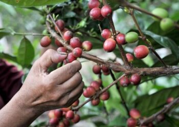 Produksi kopi Kabupaten Majalengka mencapai 60-70 ton per tahun. (Dok. Istimewa)