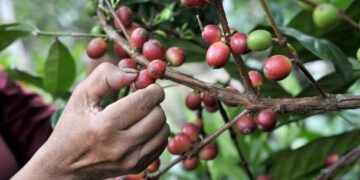Produksi kopi Kabupaten Majalengka mencapai 60-70 ton per tahun. (Dok. Istimewa)