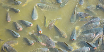 Ilustrasi ternak ikan nila. foto: istimewa()