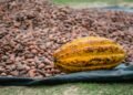 Biji kakao,harga referensi kakao