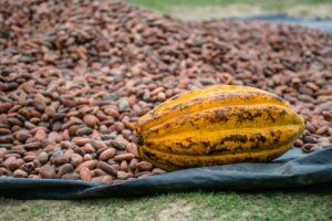 Biji kakao,harga referensi kakao
