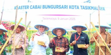 Kota Tasikmalaya menyelenggarakan Panen Demplot Cabai Tanjung di Klaster Cabai Bungursari Kamis, 9 Januari 2025.