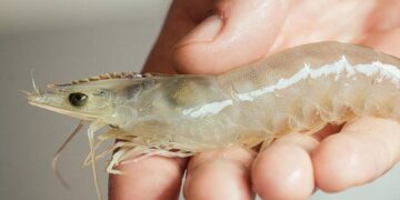 Udang vaname. BRIN dan PT Intraco Agroindustry bekerja sama untuk mengendalikan penyakit pada udang vaname.