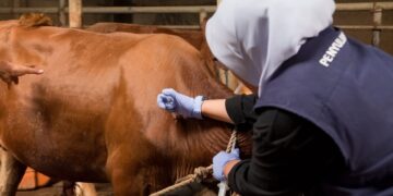 DKPP Kota Bandung atau Dinas Ketahanan Pangan dan Pertanian mengambil langkah cepat dalam mencegah penyebaran Penyakit Mulut dan Kuku (PMK) pada hewan ternak.