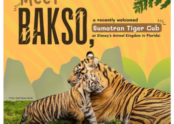 Bakso, anak harimau Sumatra