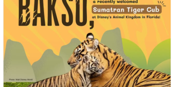Bakso, anak harimau Sumatra