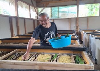 Haji Juju Junaedi (52) warga RT 1 RW 4, Kelurahan Talun, Kecamatan Sumedang Utara sukses mengembangkan usaha ternak jangkrik.