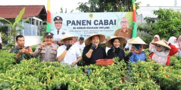 Pemerintah Kabupaten (Pemkab) Bogor melakukan panen cabai di halaman Kantor Dinas Tanaman Pangan, Hortikultura, dan Perkebunan (Distanhorbun) Kabupaten Bogor, pada Jumat (31/1/2025).