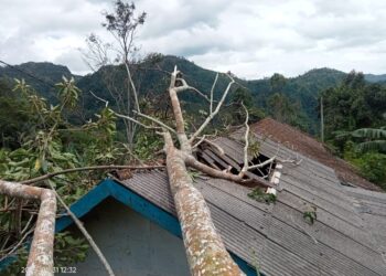 Rumah tertimpa pohon