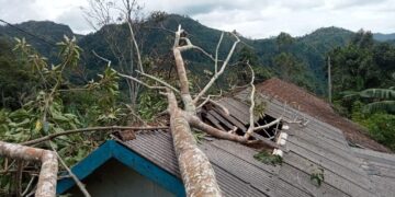 Rumah tertimpa pohon