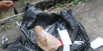 Potongan kepala babi.(Foto: Tempo)