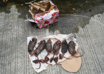 Paket berisi bangkai tikus dikirimkan ke Redaksi Tempo.(Foto: Tempo)