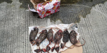 Paket berisi bangkai tikus dikirimkan ke Redaksi Tempo.(Foto: Tempo)