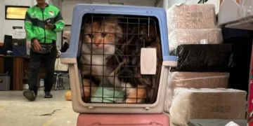 Kargo hewan KA Logistics