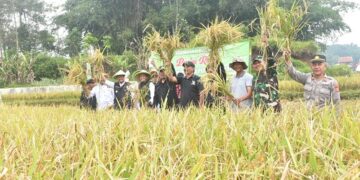 Bupati Sumedang Dony Ahmad Munir menghadiri dan ikut serta dalam kegiatan Panen Raya Padi Organik hasil demplot pupuk cair Biovina di Desa Margajaya, Kecamatan Tanjungsari, Jumat (18/4/2025).