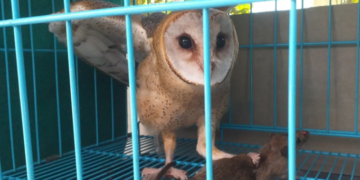 Burung hantu Tyto alba (foto: Irfan - POPT Bantul)