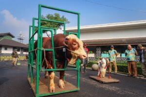 Hewan kurban sapi.(Foto: Humas Pemkot Bandung)