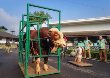 Hewan kurban sapi.(Foto: Humas Pemkot Bandung)