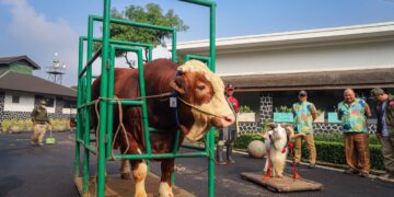 Hewan kurban sapi.(Foto: Humas Pemkot Bandung)