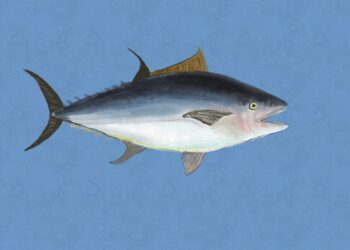 Ikan Tuna