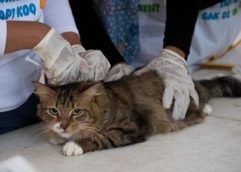 Pemeriksaan kucing.(Foto: Humas Pemkot Bandung)