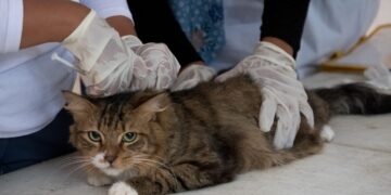 Pemeriksaan kucing.(Foto: Humas Pemkot Bandung)