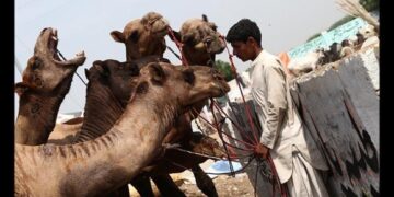 Seorang pedagang menunggui Unta-unta yang akan dijual sebagai hewan Dam (Dok Itimewa)