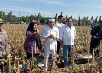 Gubernur Jabar, Dedi Mulyadi borong melon hasil budidaya Desa Ciawijapura, Kabupaten Cirebon.(Foto:Istimewa).